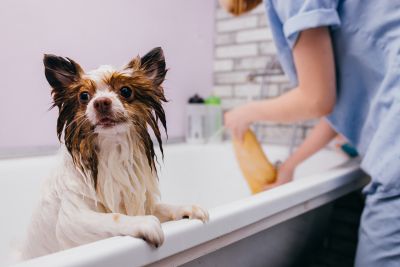 Pet Grooming and Pet Sitting Insurance in Sunriver, OR by Demo Site for Agency Relevance